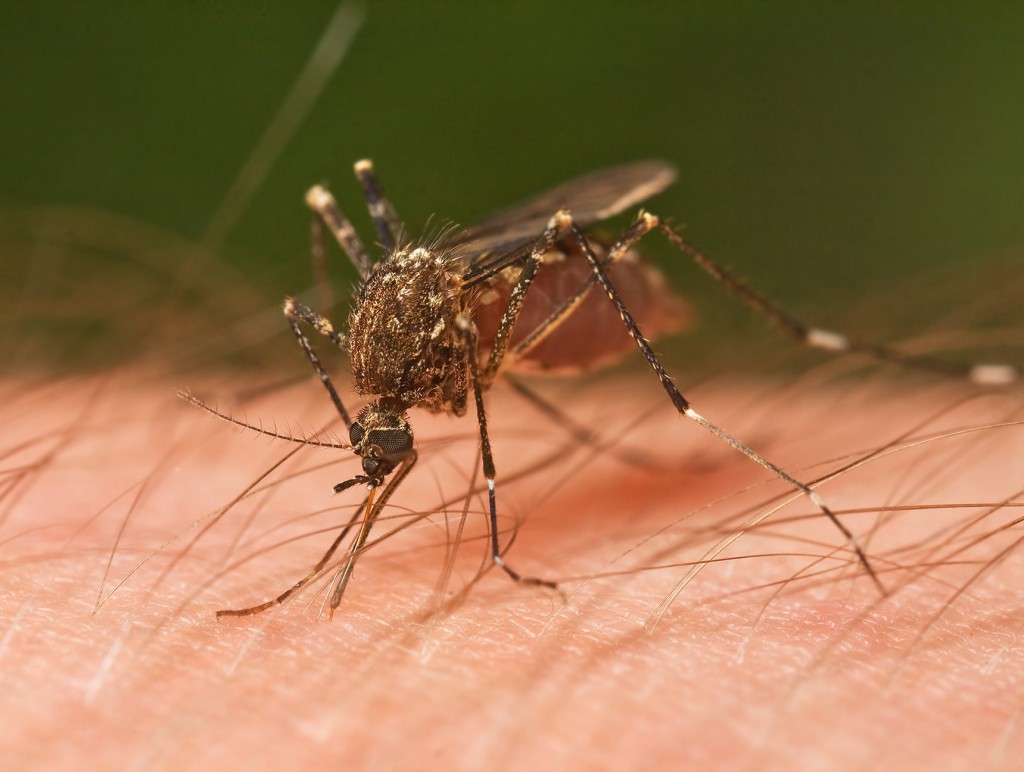 Louisiana Mosquito Control Experts Since 1960! Call Now