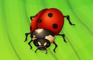 20185312 - illustration of a ladybug life cycle - adult stage