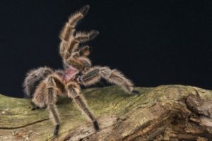 Some Insect And Spider Stings Cause Bizarre Sensations
