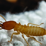 Termite Experts