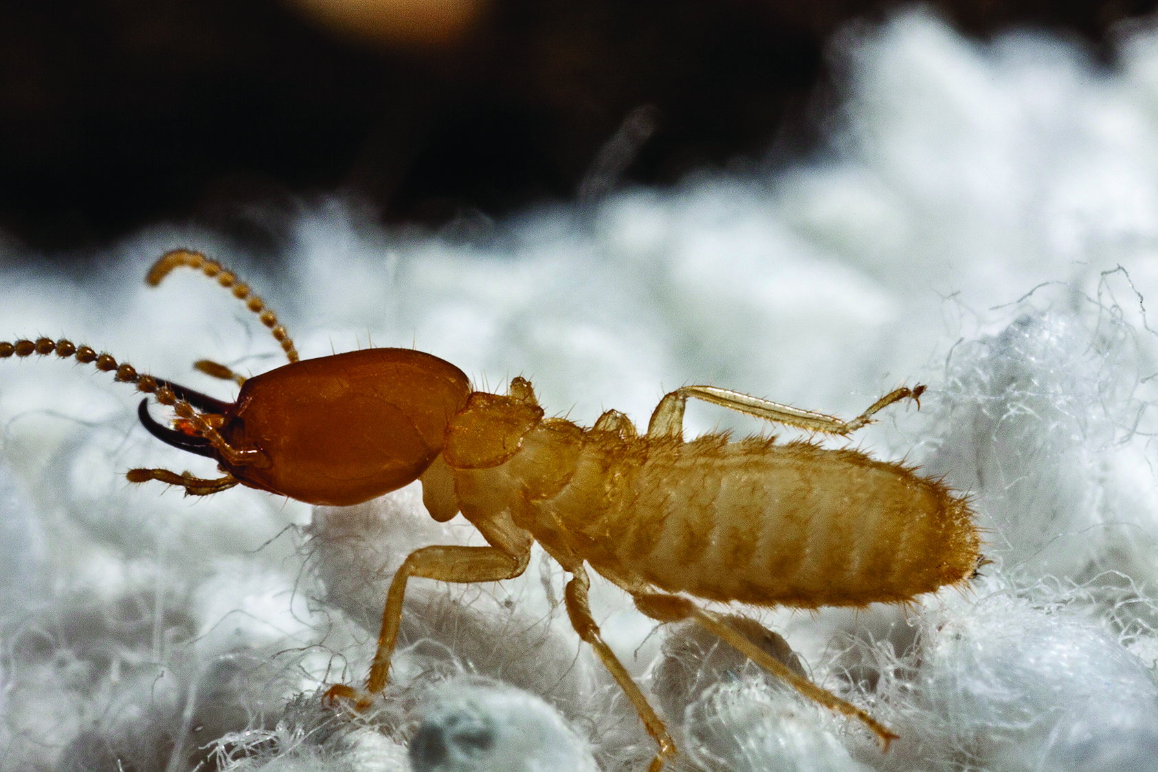 Termite Experts