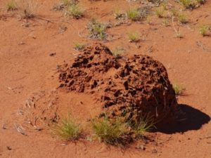 Invasive Termites