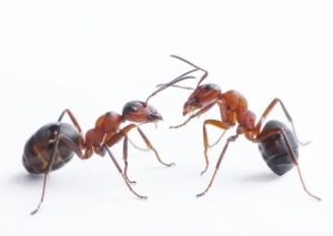 Ant's