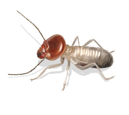 Louisiana termite Control