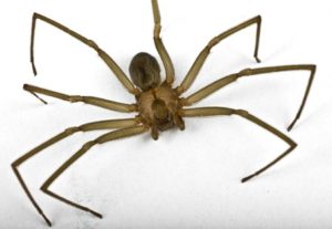 14976840 - macro shot of a brown recluse spider on white