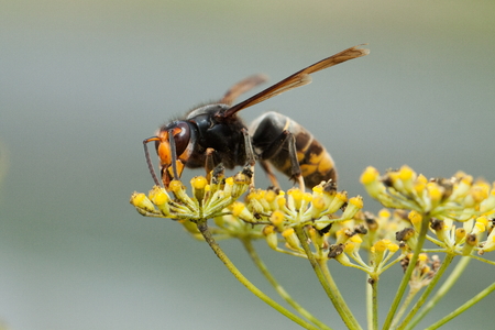 31361585 - vespa velutina nigrithorax, the asian hornet