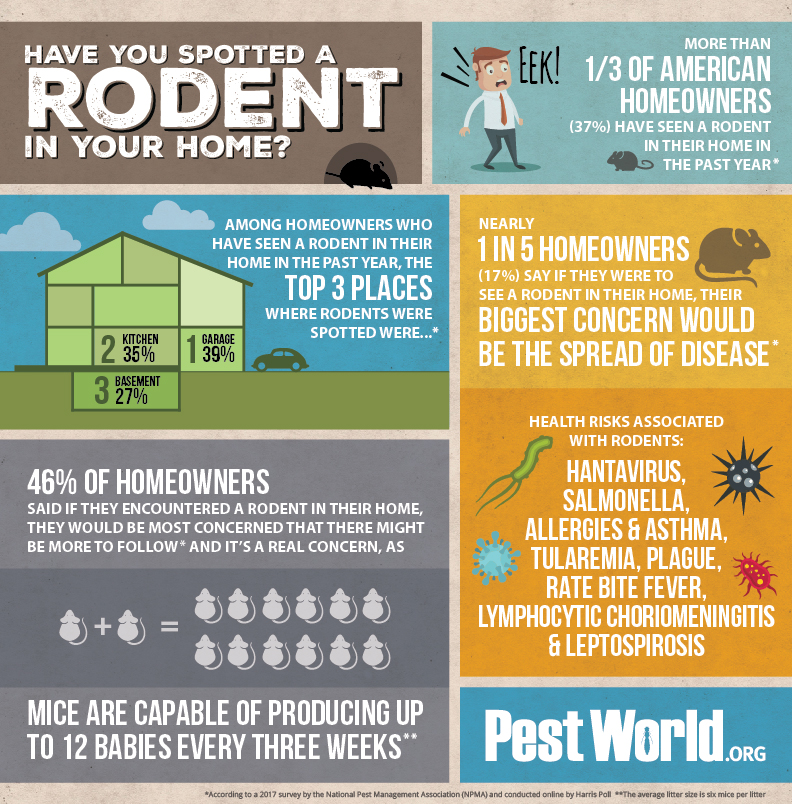 rodent-infographic