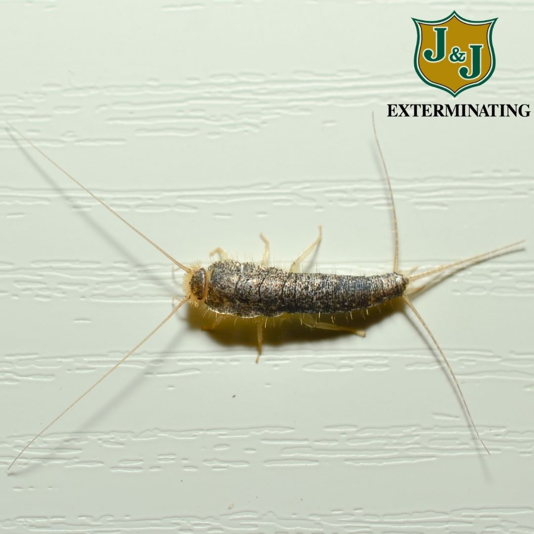 Lifecycle of a Silverfish - J & J Exterminating